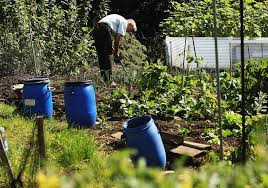 Allotments